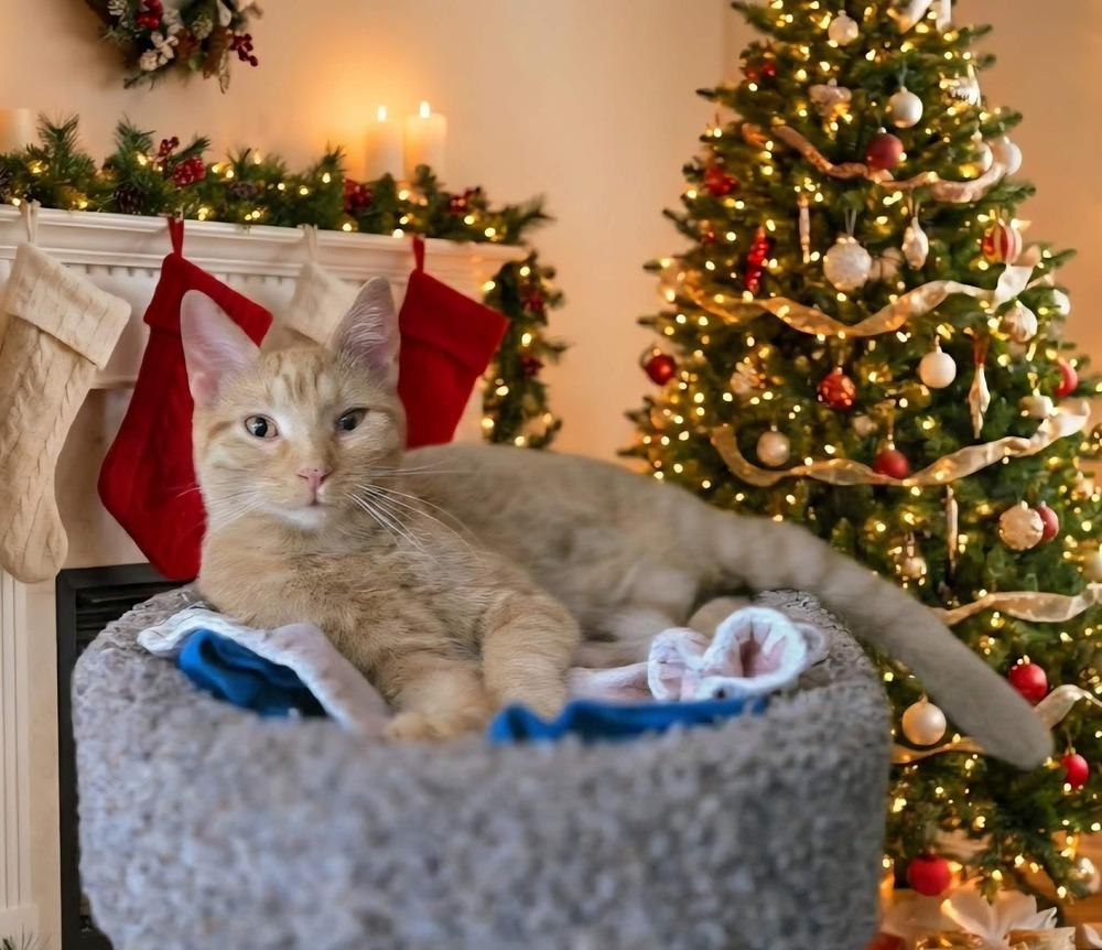 Enlarge Cece, a Adoptable mixed breed in Plymouth, MN image 3/6