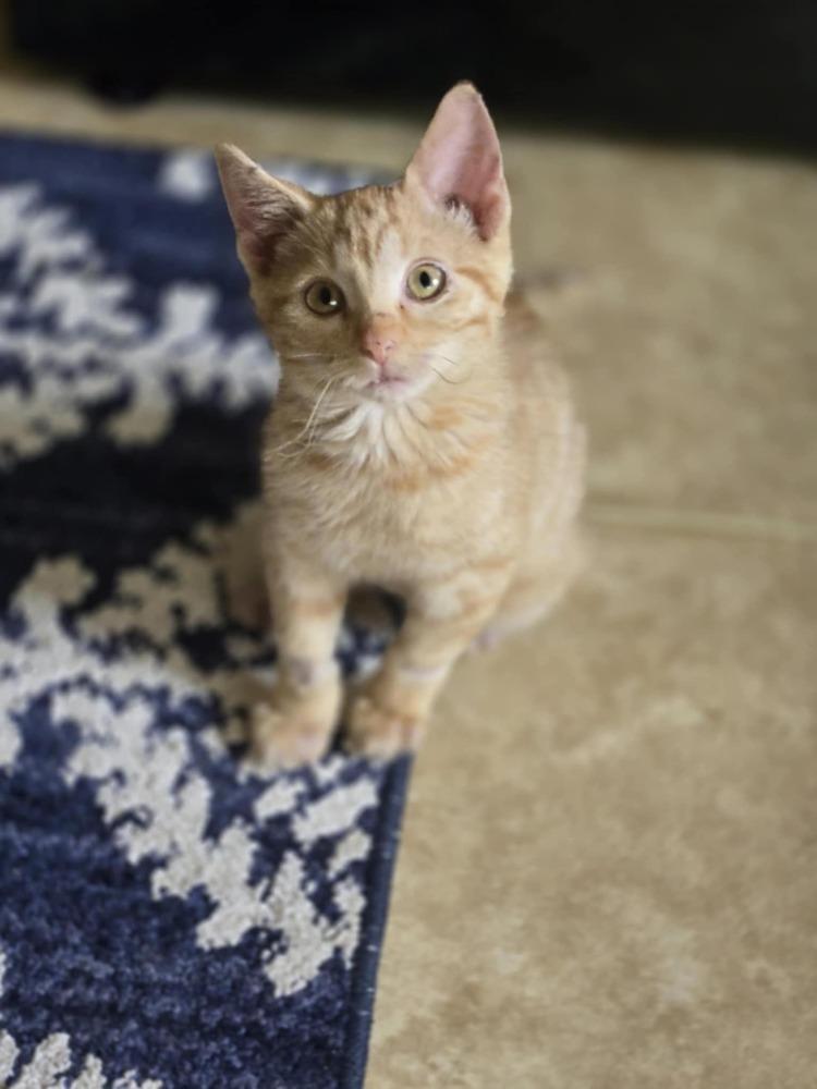 Enlarge Cece, a Adoptable mixed breed in Plymouth, MN image 4/6