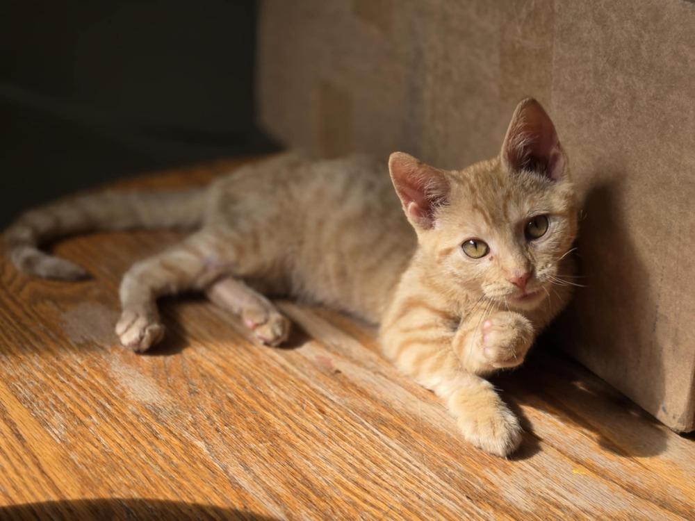 Enlarge Cece, a Adoptable mixed breed in Plymouth, MN image 5/6