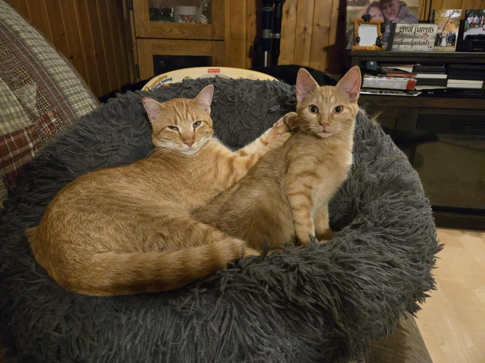 Enlarge Cece, a Adoptable mixed breed in Plymouth, MN image 6/6