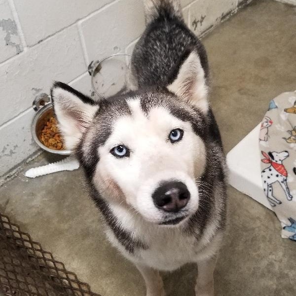 FARGO, a Adoptable Siberian Husky in Louisville, KY image 2/4