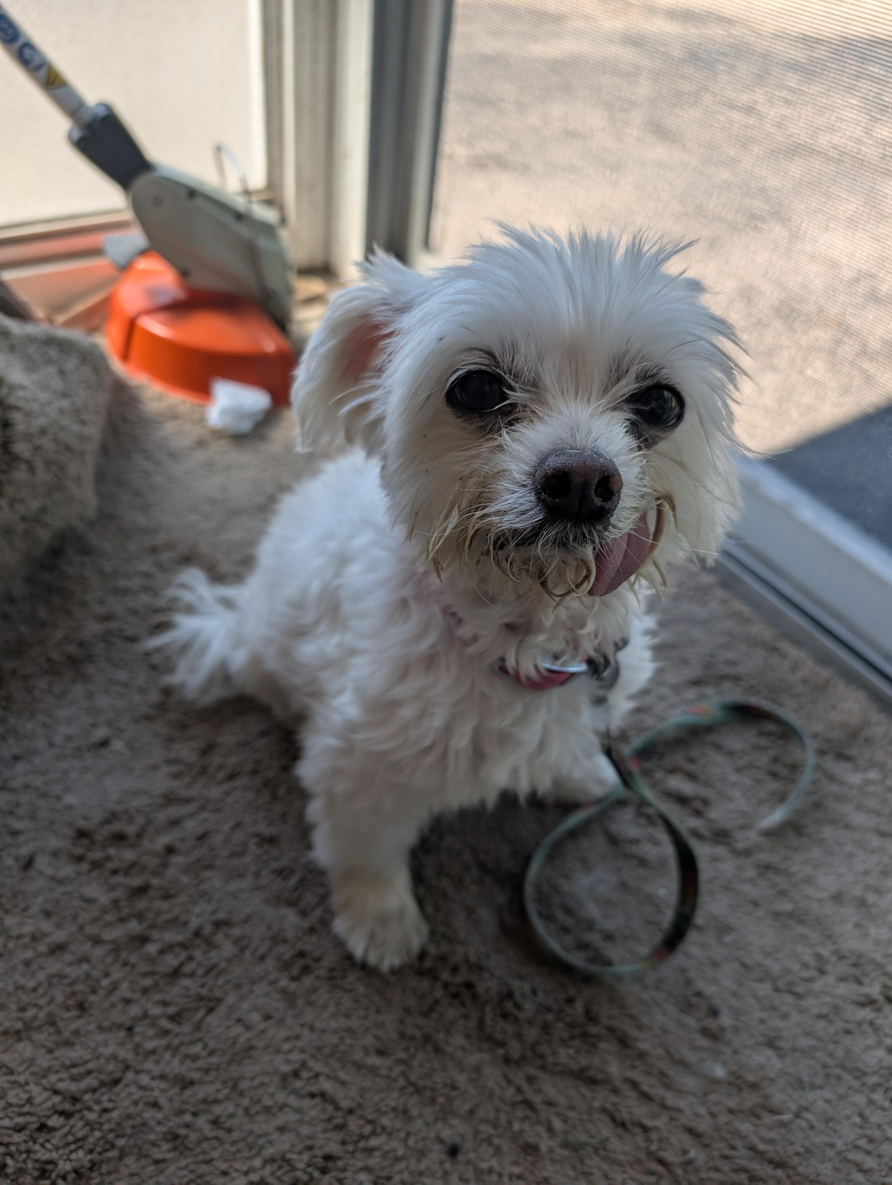 Chanel, Adopted, Adult Female Morkie.