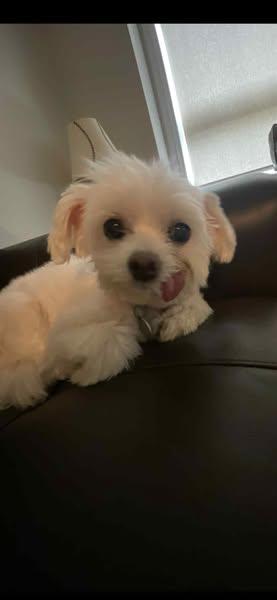 Enlarge Chanel, a Adopted Morkie in Mississauga, ON image 2/4