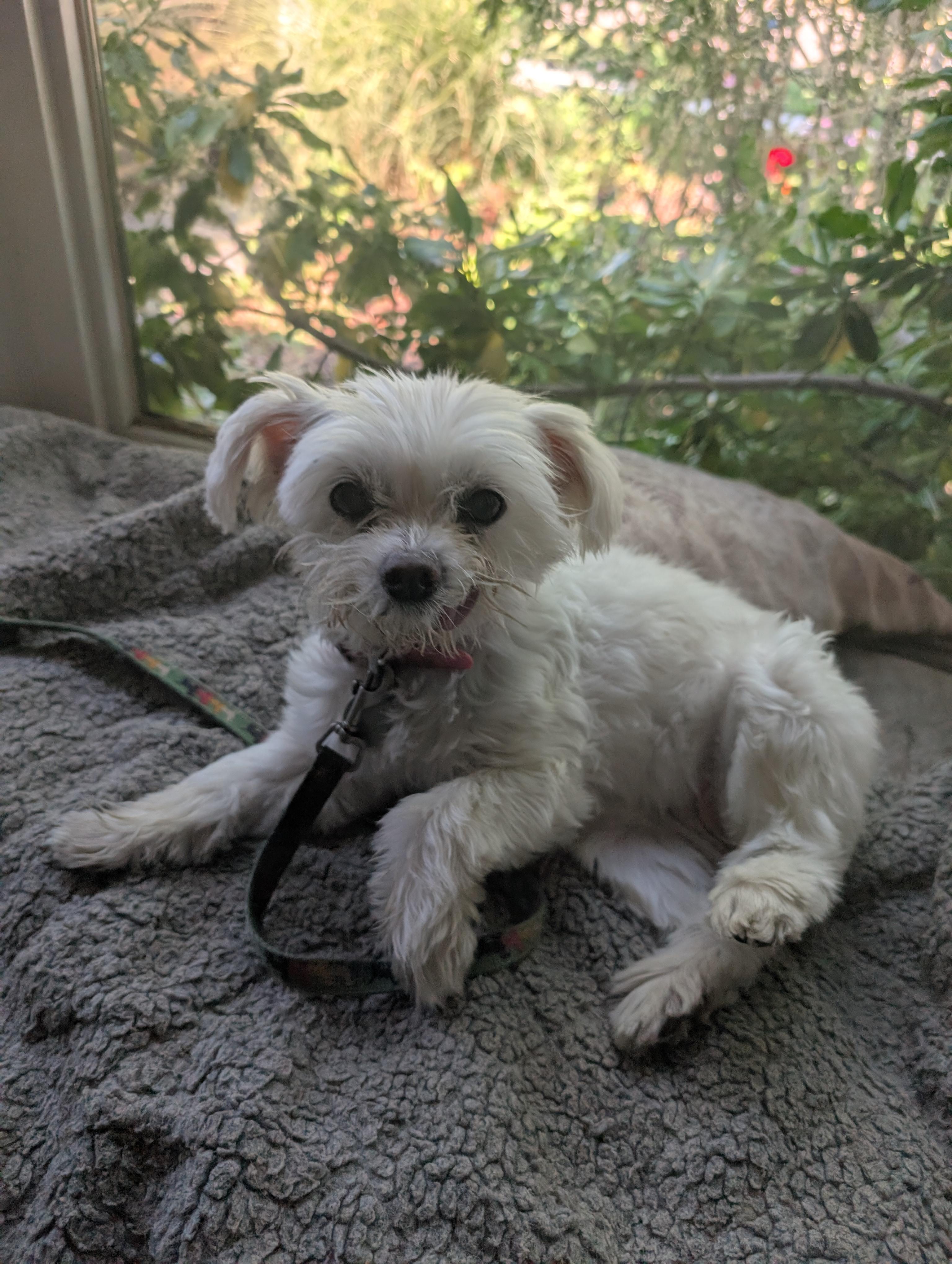 Enlarge Chanel, a Adopted Morkie in Mississauga, ON image 3/4