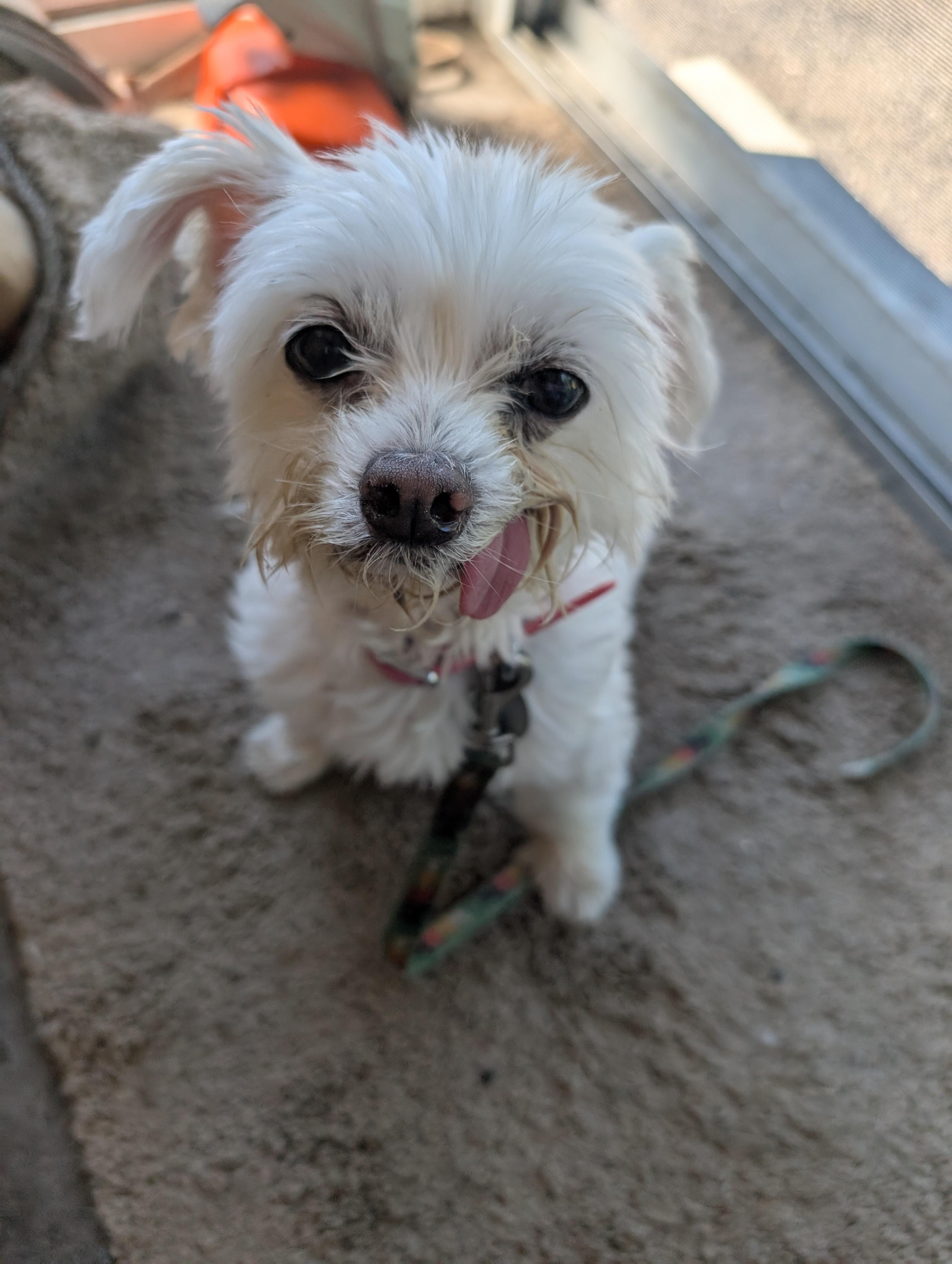 Enlarge Chanel, a Adopted Morkie in Mississauga, ON image 4/4