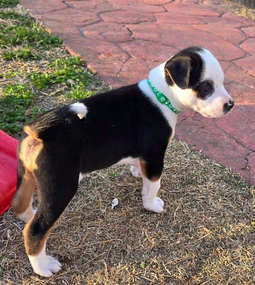 Achilles, Adoptable, Puppy Male Pit Bull Terrier & Australian Shepherd.