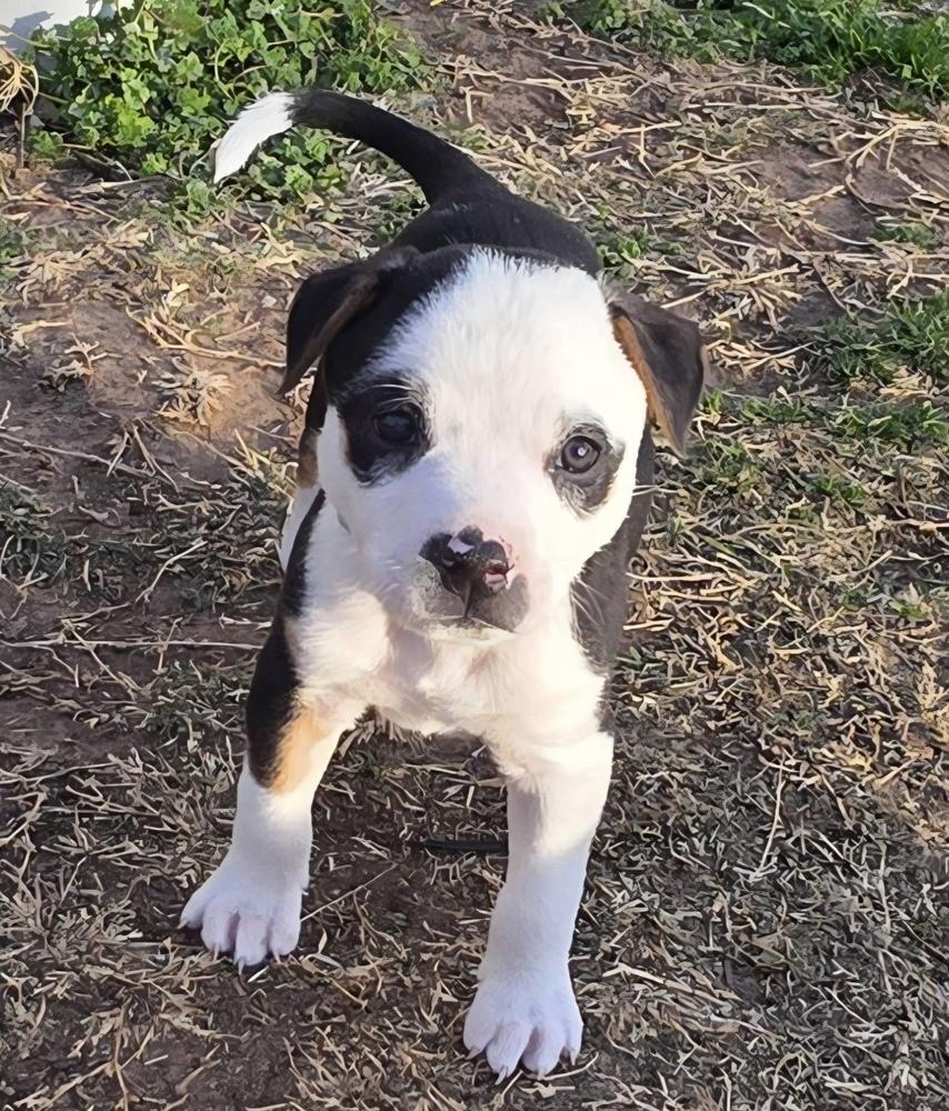 Enlarge Achilles, a Adoptable mixed breed in Warr Acres, OK image 2/6