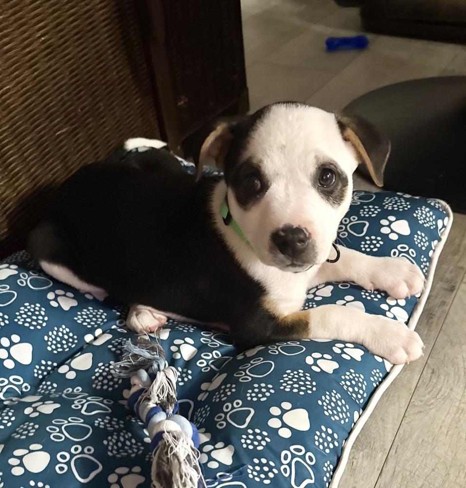 Enlarge Achilles, a Adoptable mixed breed in Warr Acres, OK image 3/6