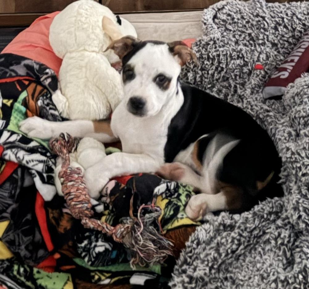 Enlarge Achilles, a Adoptable mixed breed in Warr Acres, OK image 4/6