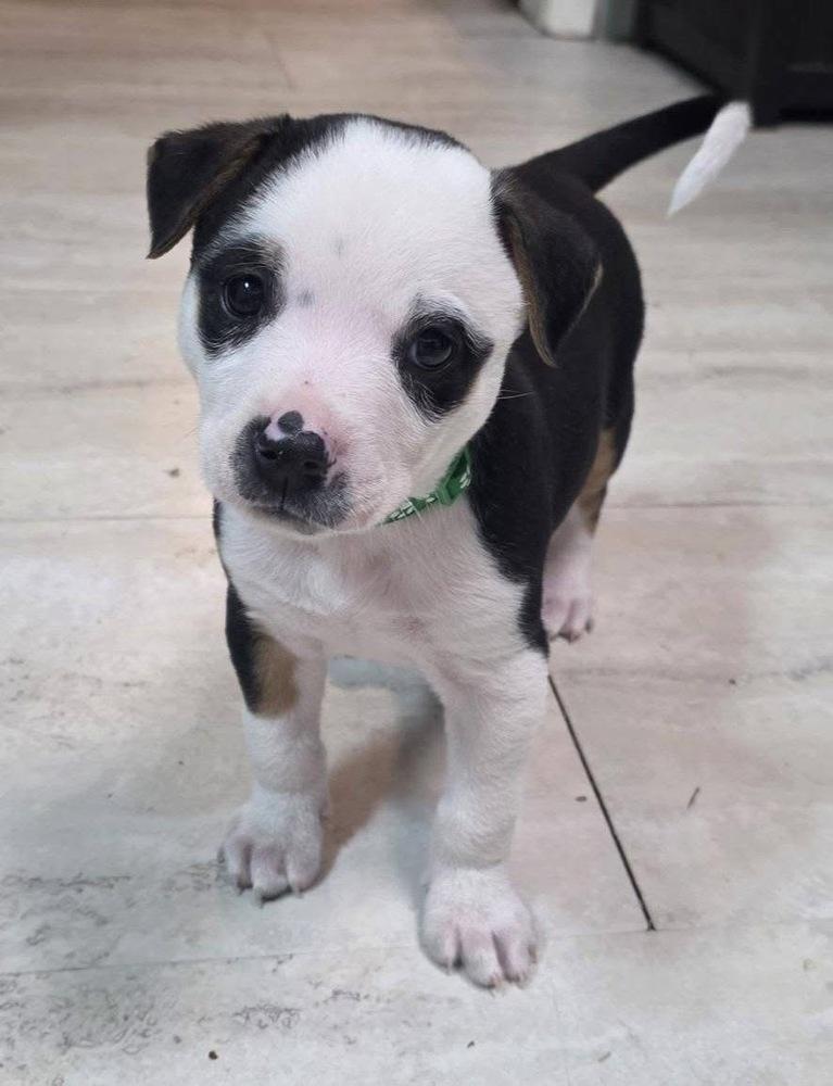 Enlarge Achilles, a Adoptable mixed breed in Warr Acres, OK image 5/6