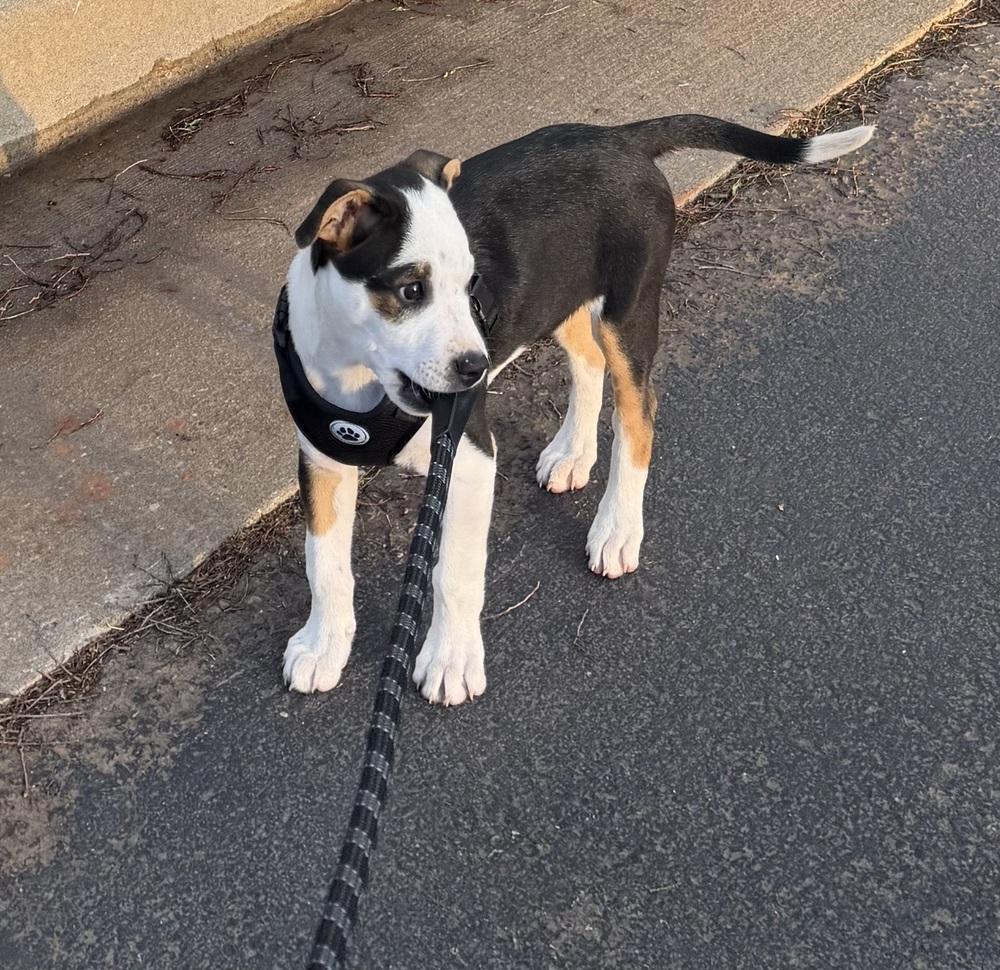 Enlarge Achilles, a Adoptable mixed breed in Warr Acres, OK image 6/6