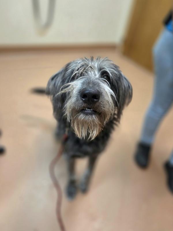 Onyx, Adoptable, Young Male Irish Wolfhound & Shepherd.