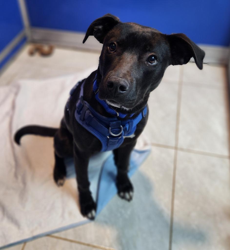 Gus, Adoptable, Young Male Labrador Retriever & Terrier.