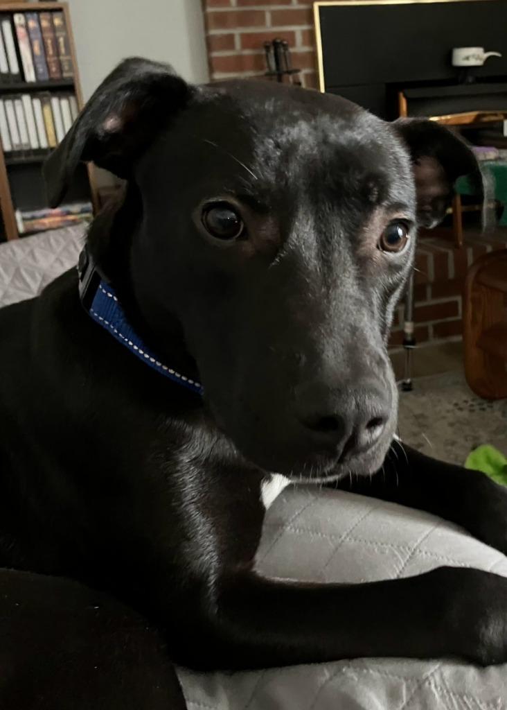 Enlarge Gus, a Adoptable mixed breed in Walnutport, PA image 2/4