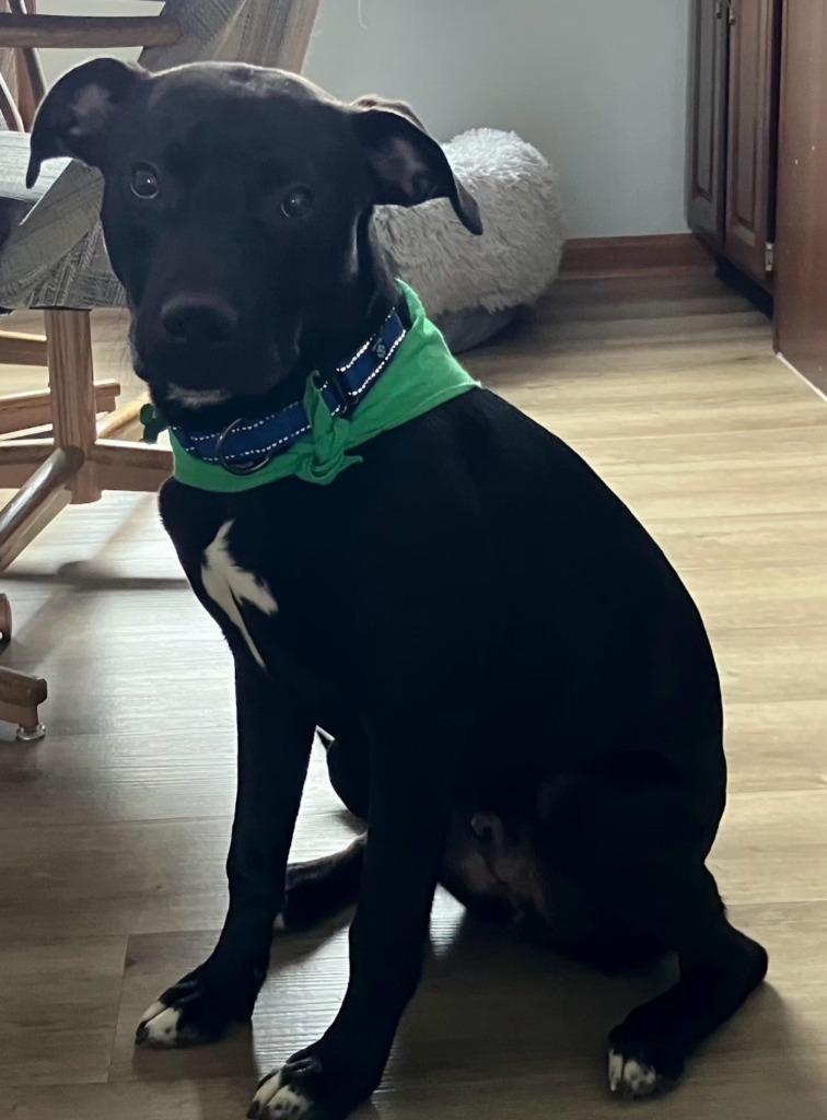 Enlarge Gus, a Adoptable mixed breed in Walnutport, PA image 4/4