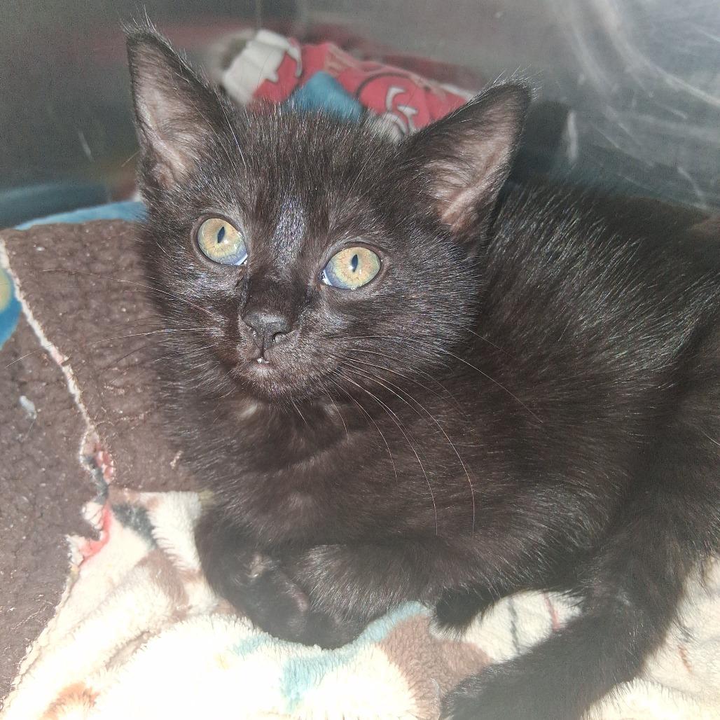 Mel Jones, Adoptable, Kitten Female Domestic Short Hair.
