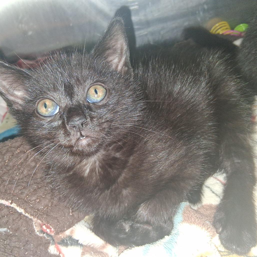 Enlarge Mel Jones, a Adoptable Domestic Short Hair in Fort Bragg, CA image 2/2