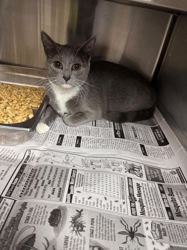 Lilly, Adopted, Young Female Domestic Short Hair.