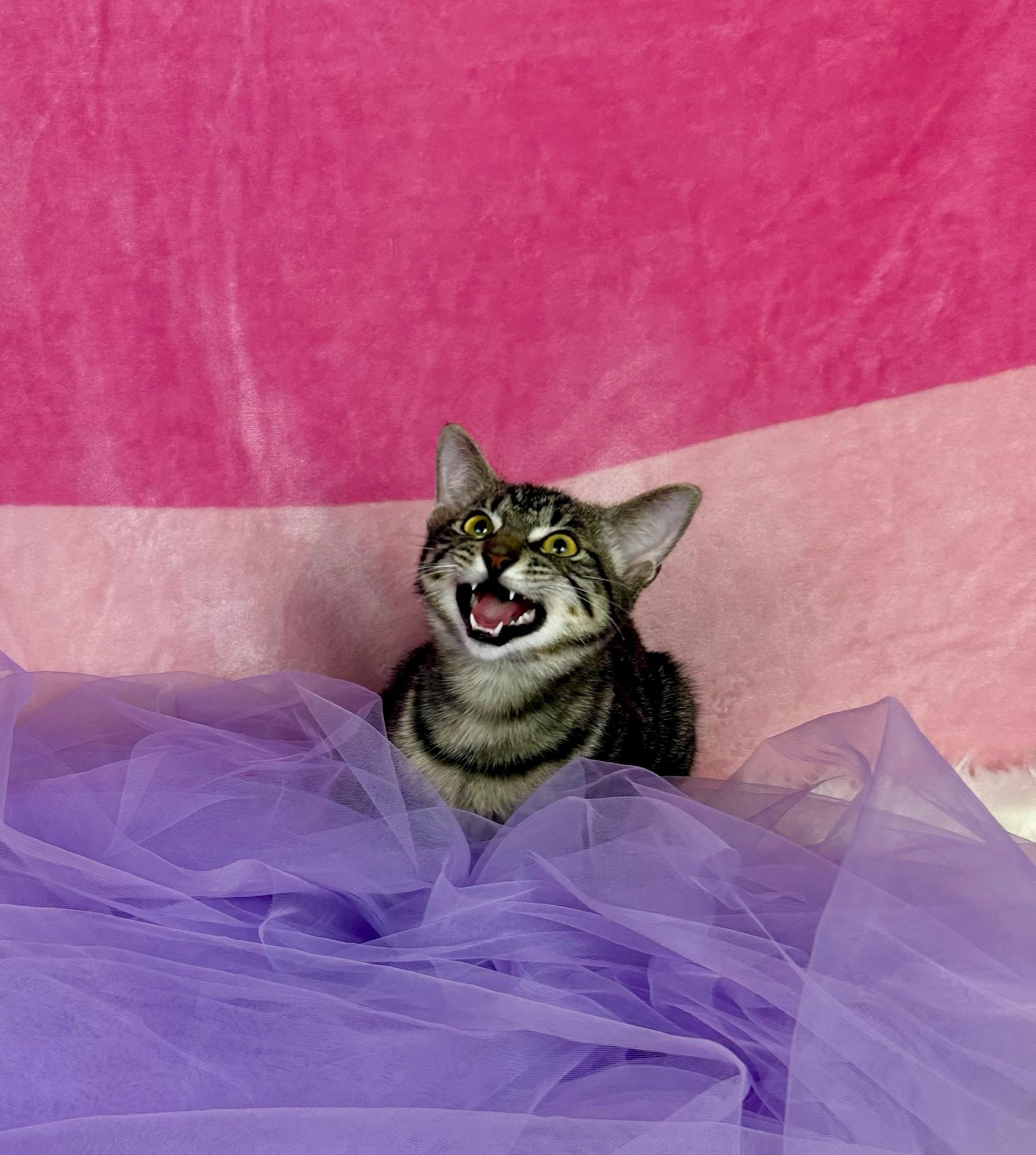 Moxie, a Adoptable Domestic Short Hair in Webster, TX image 3/6