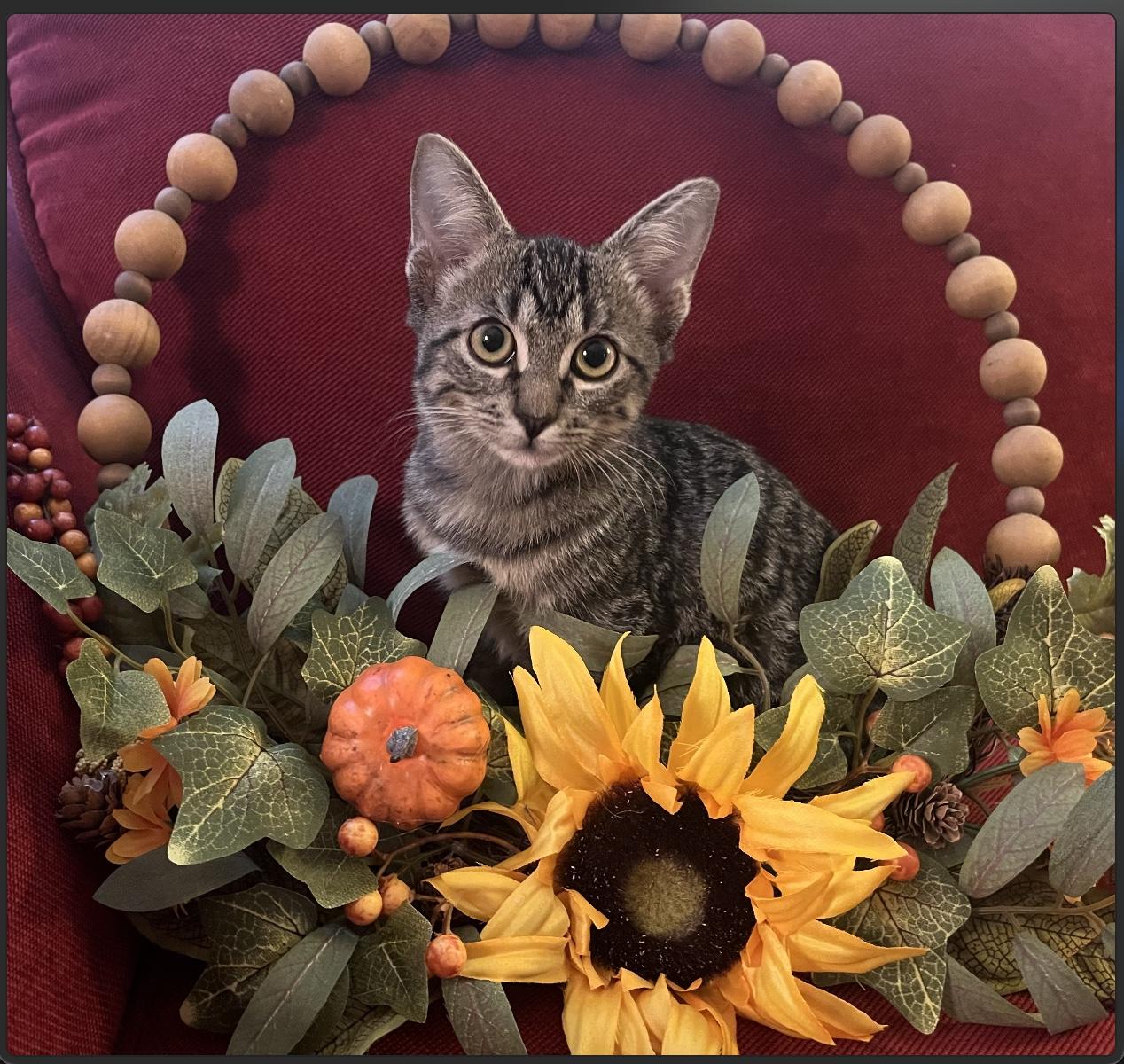 Enlarge Moxie, a Adoptable Domestic Short Hair in Webster, TX image 1/6