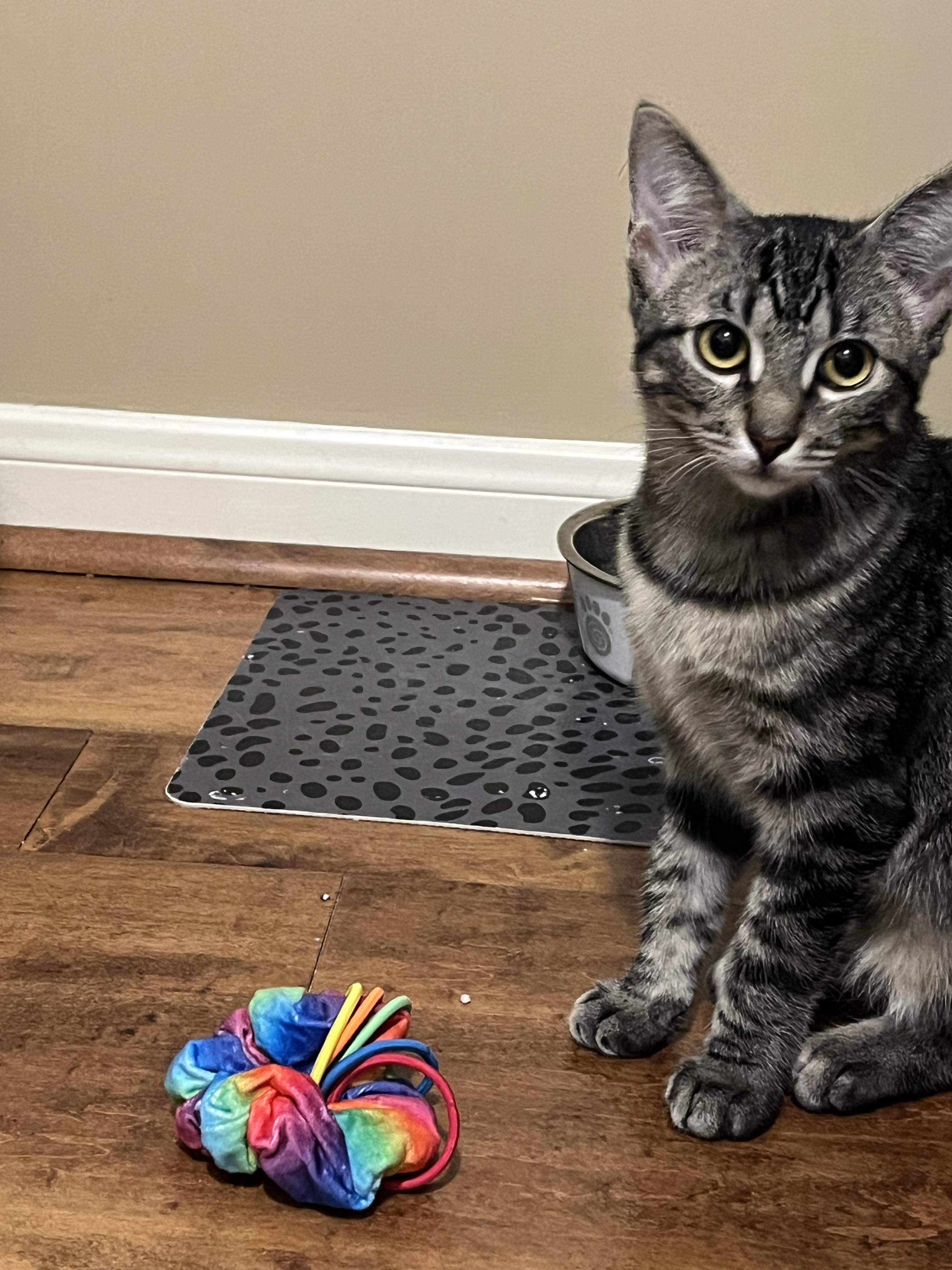 Enlarge Moxie, a Adoptable Domestic Short Hair in Webster, TX image 4/6