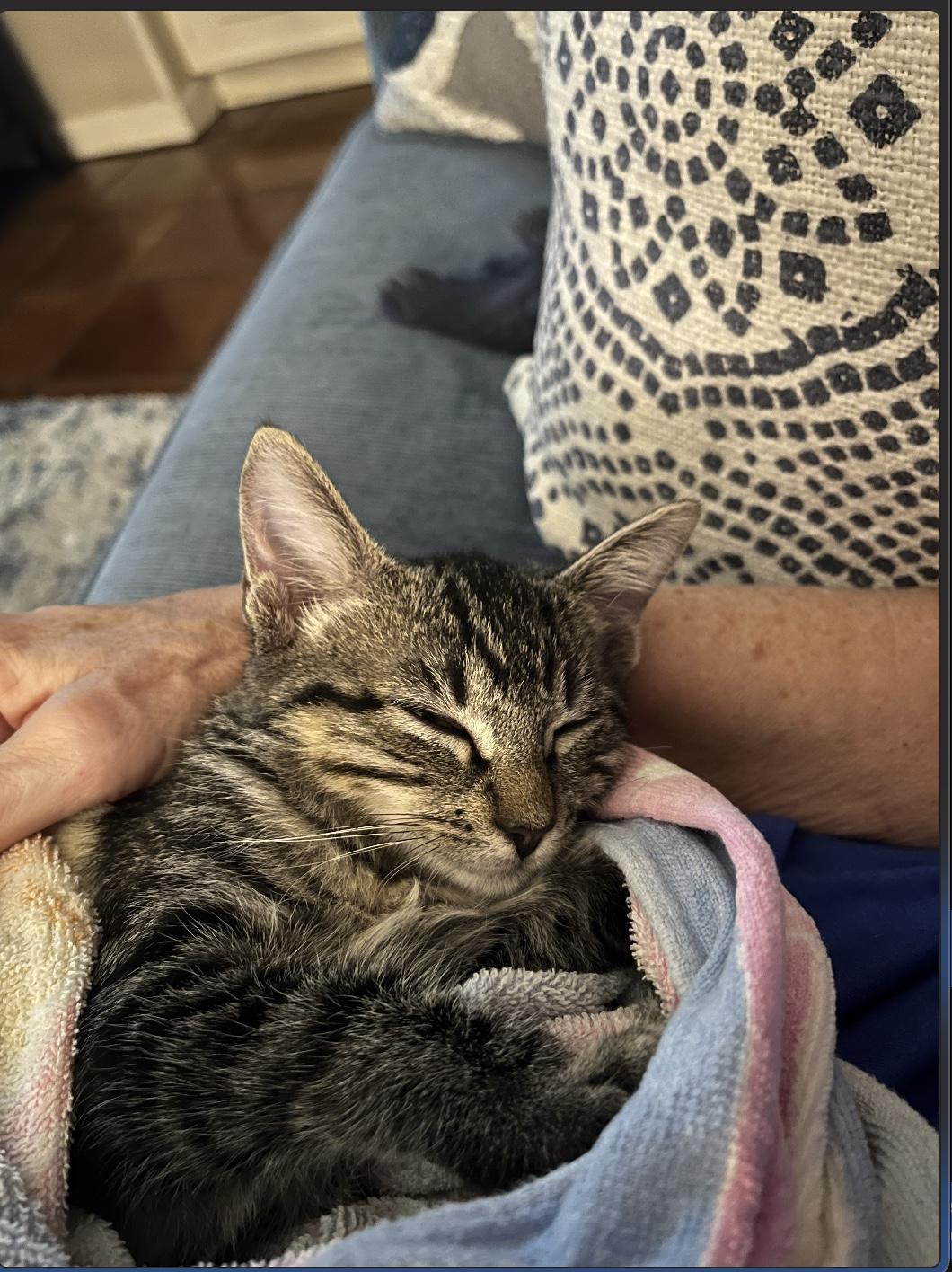 Enlarge Moxie, a Adoptable Domestic Short Hair in Webster, TX image 3/6