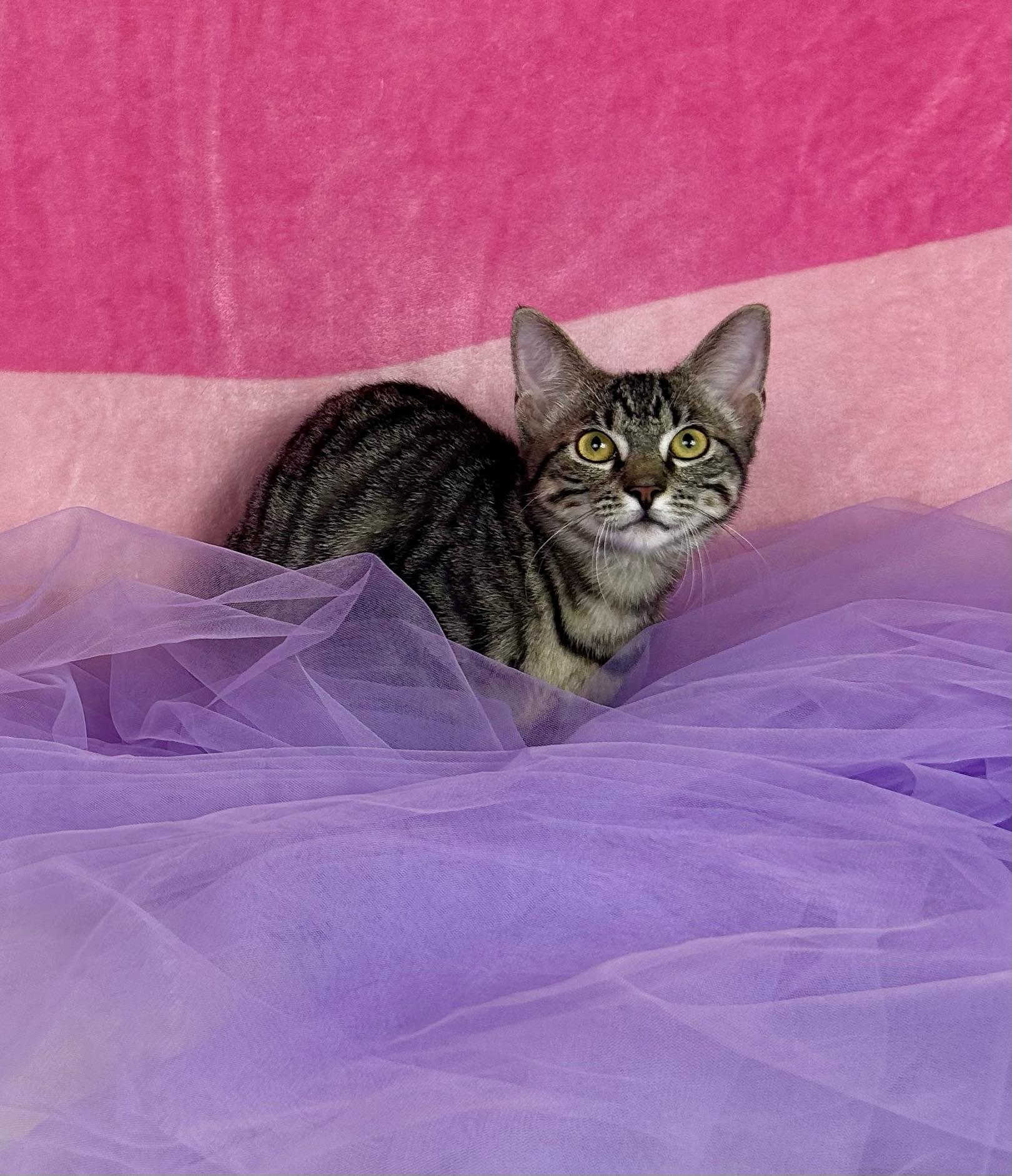 Moxie, Adoptable, Kitten Female Domestic Short Hair.