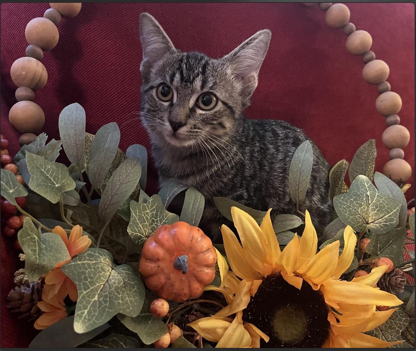 Enlarge Moxie, a Adoptable Domestic Short Hair in Webster, TX image 2/6