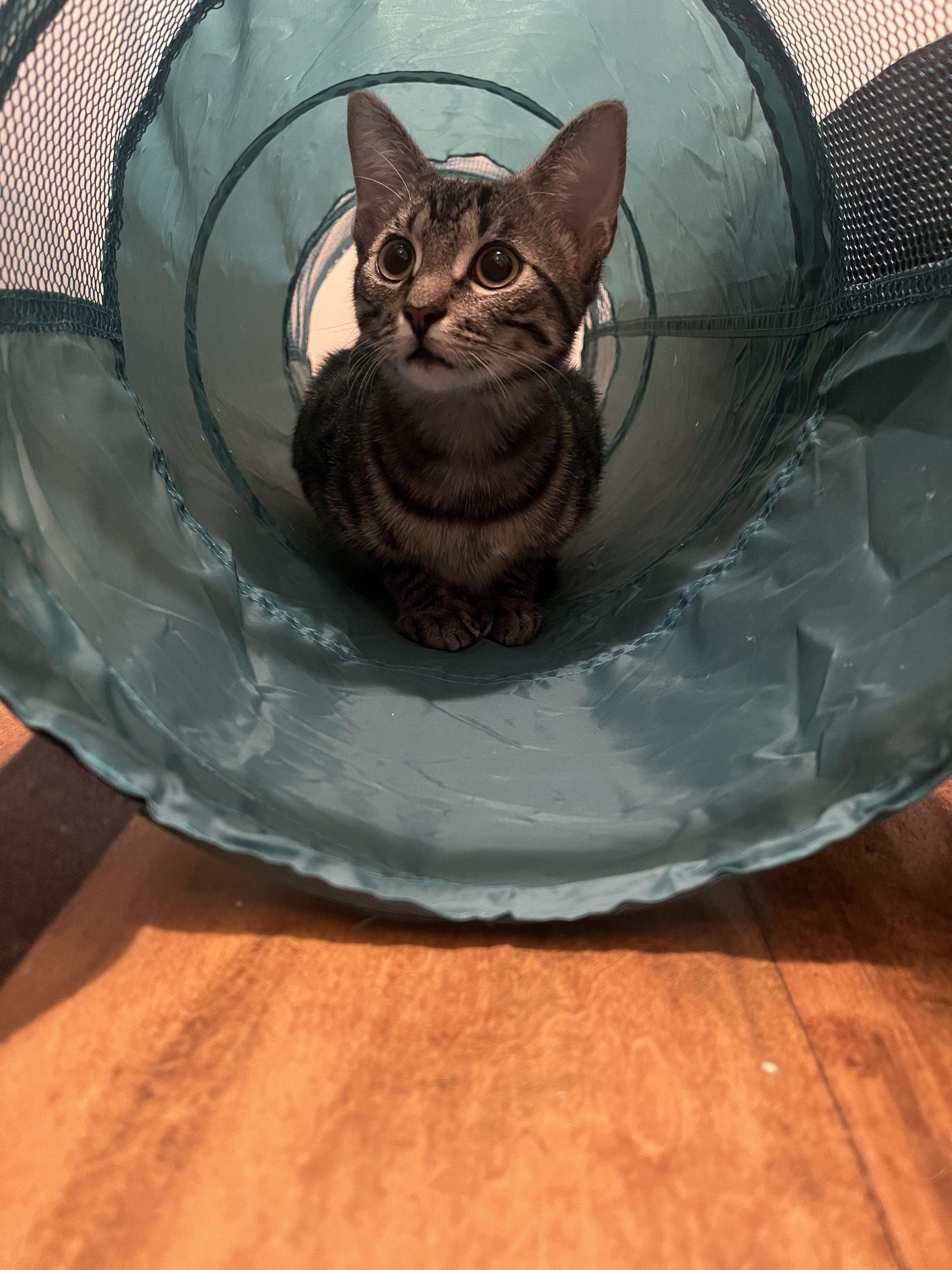 Enlarge Moxie, a Adoptable Domestic Short Hair in Webster, TX image 5/6