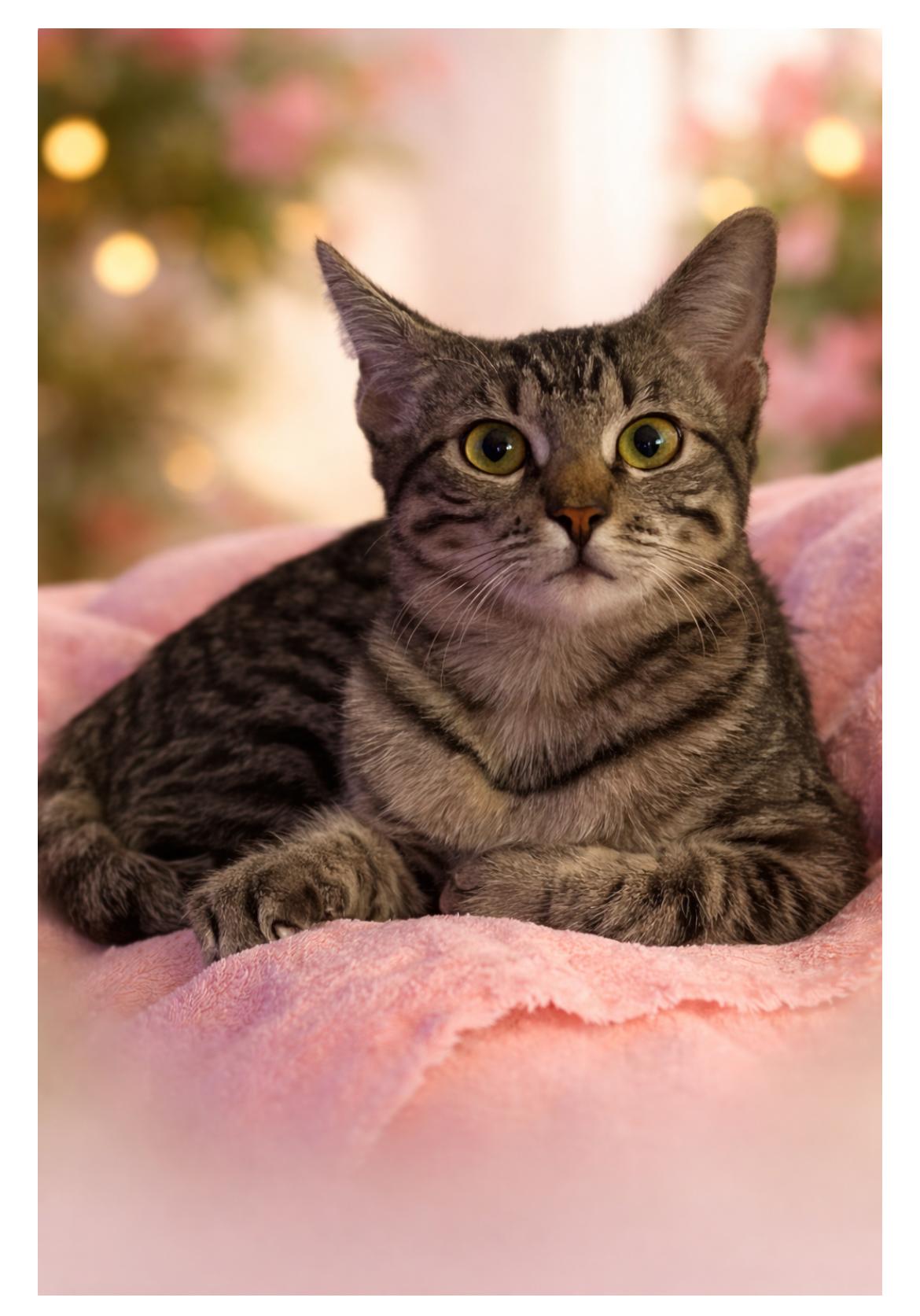 Enlarge Moxie, a Adoptable Domestic Short Hair in Webster, TX image 6/6