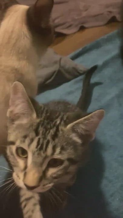 Enlarge Lucas, a Adopted mixed breed in Schererville, IN video 4/7