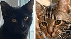 S'more and Kahlua, ADOPTABLE, Adult Female Domestic Short Hair.