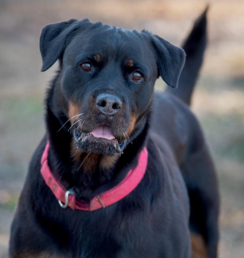 Vedette, Adoptable, Senior Female Rottweiler.