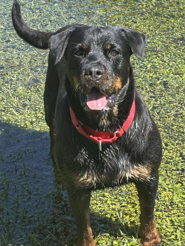 Vedette, a Adoptable Rottweiler in Ocala, FL image 2/4