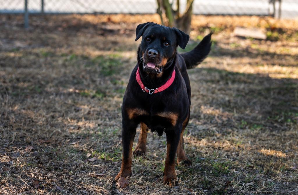 Vedette, a Adoptable Rottweiler in Ocala, FL image 3/4