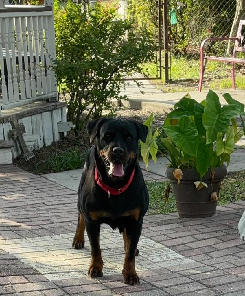Vedette, a Adoptable Rottweiler in Ocala, FL image 4/4