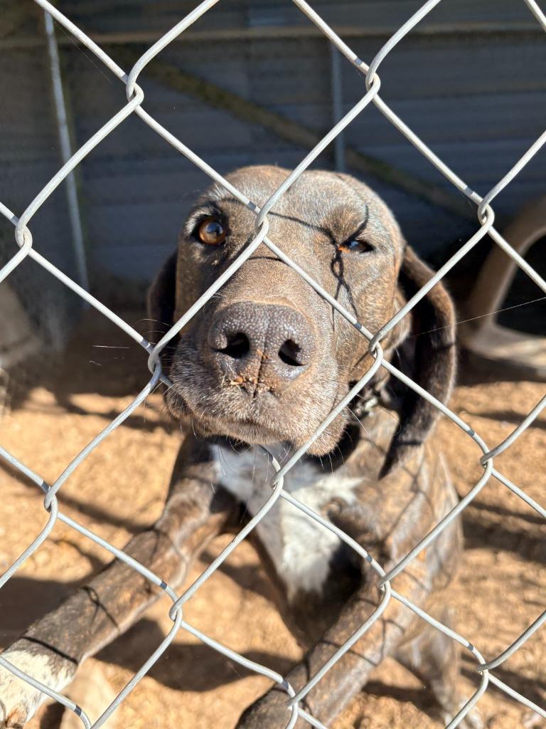 Dottie, Adoptable, Puppy Female Plott Hound.