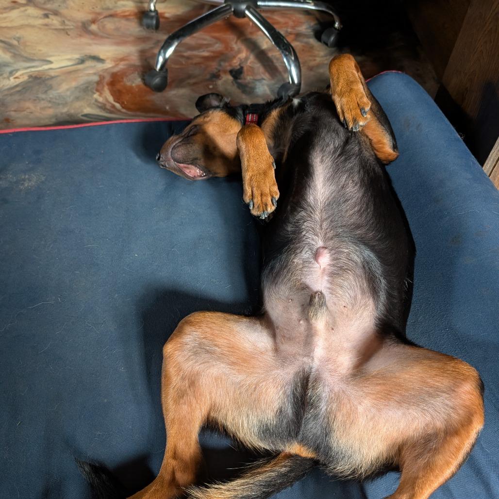 Enlarge Duke, a Adoptable mixed breed in Georgetown, KY image 2/5
