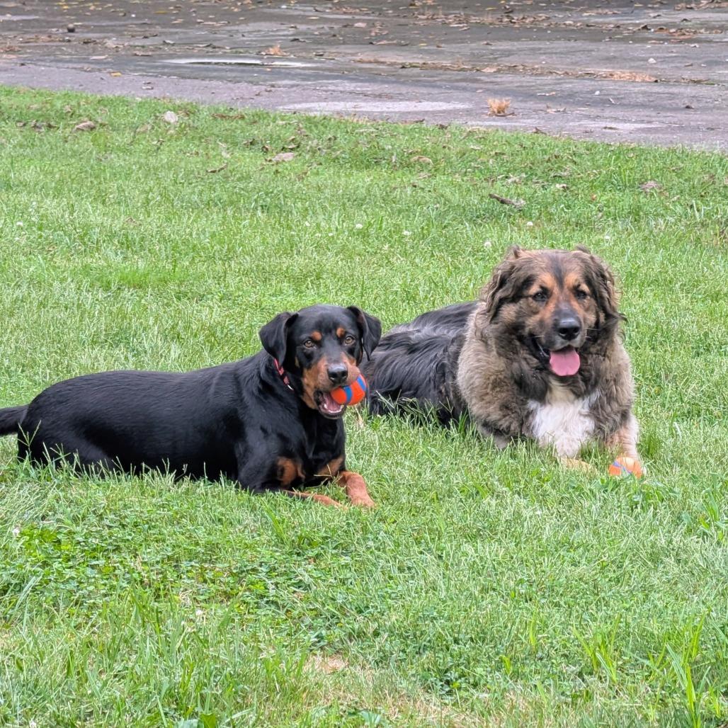 Enlarge Duke, a Adoptable mixed breed in Georgetown, KY image 4/5
