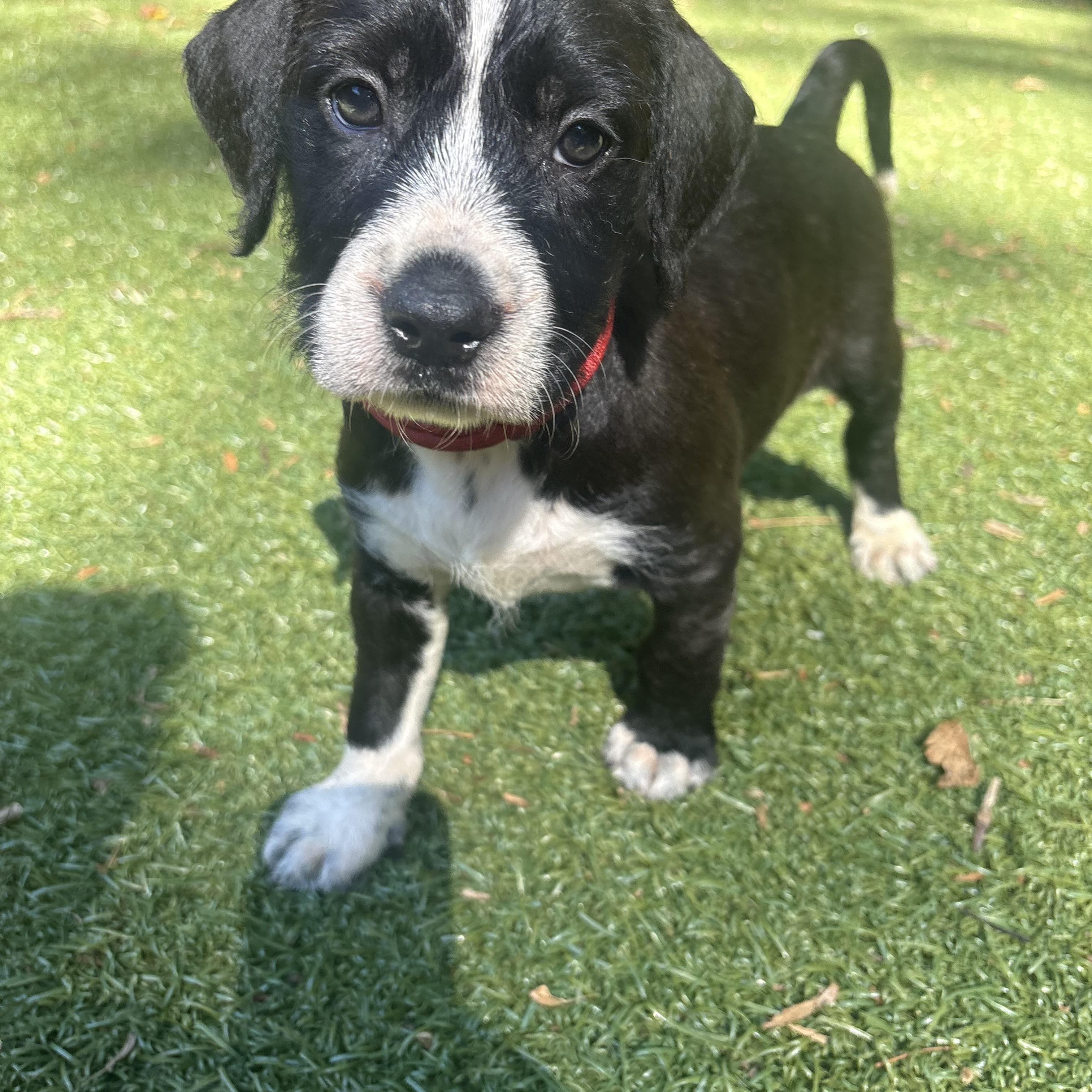 Creed, an adopted mixed breed in Charlotte, NC image 3/5