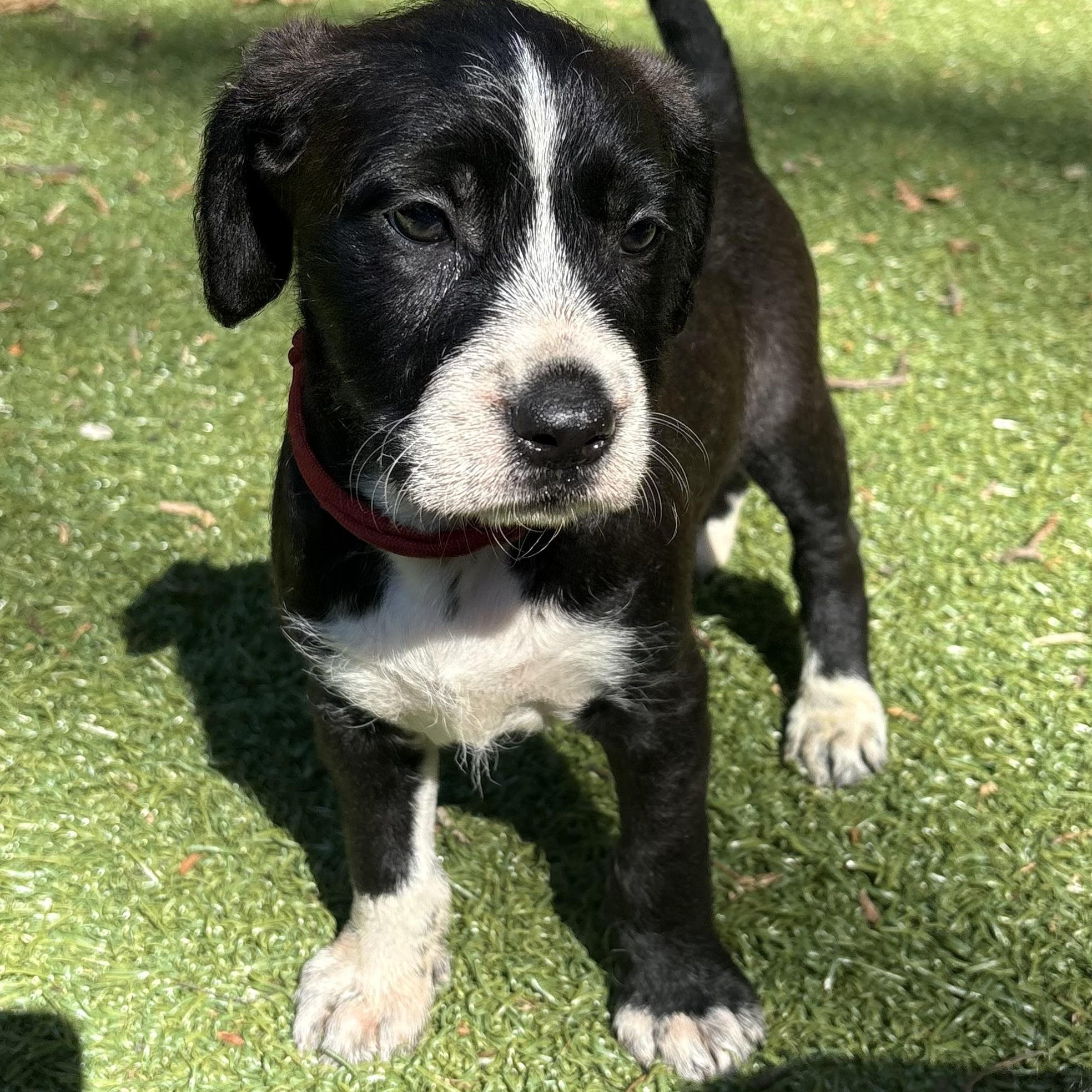 Creed, adopted, Puppy Male Border Collie.