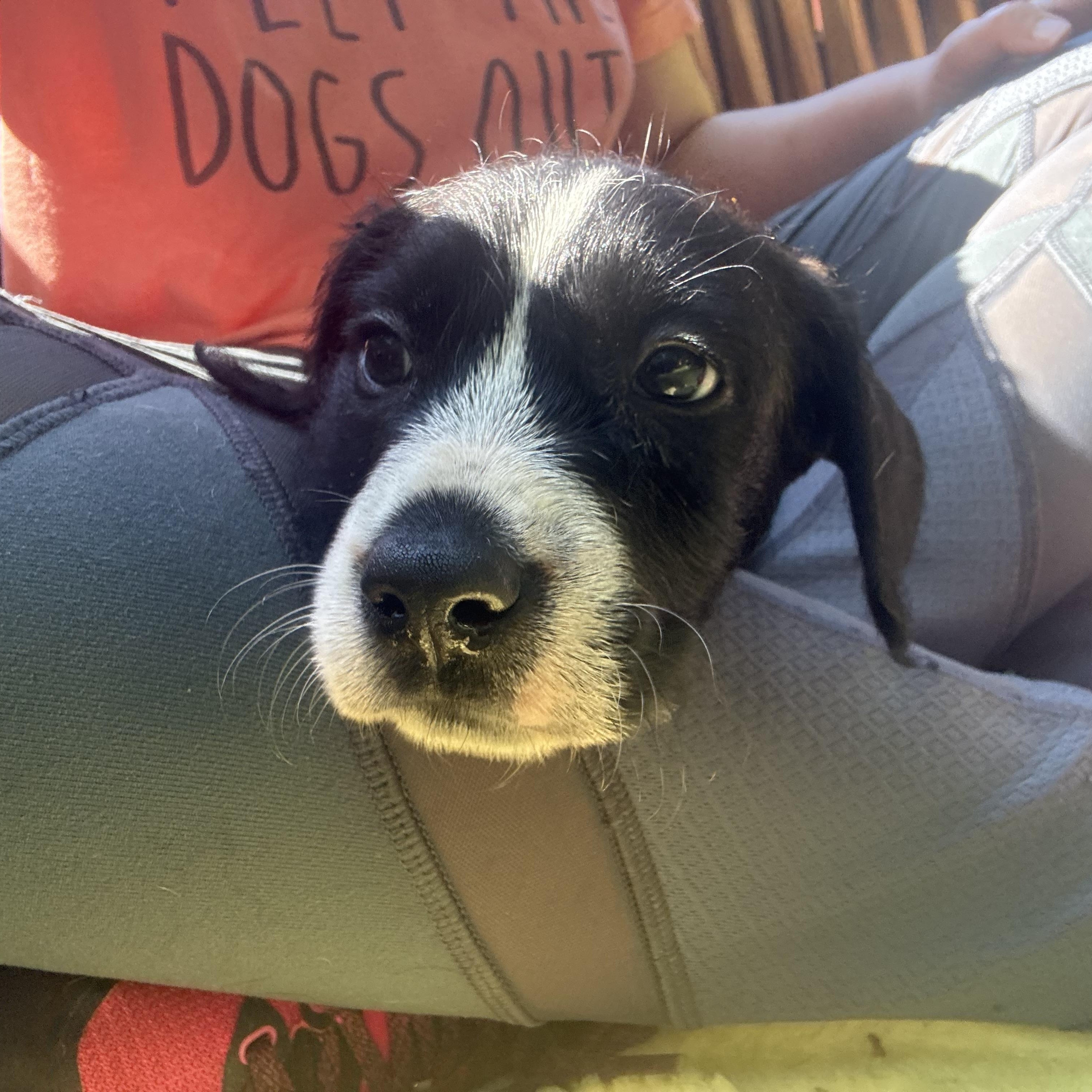 Creed, an adopted mixed breed in Charlotte, NC image 2/5