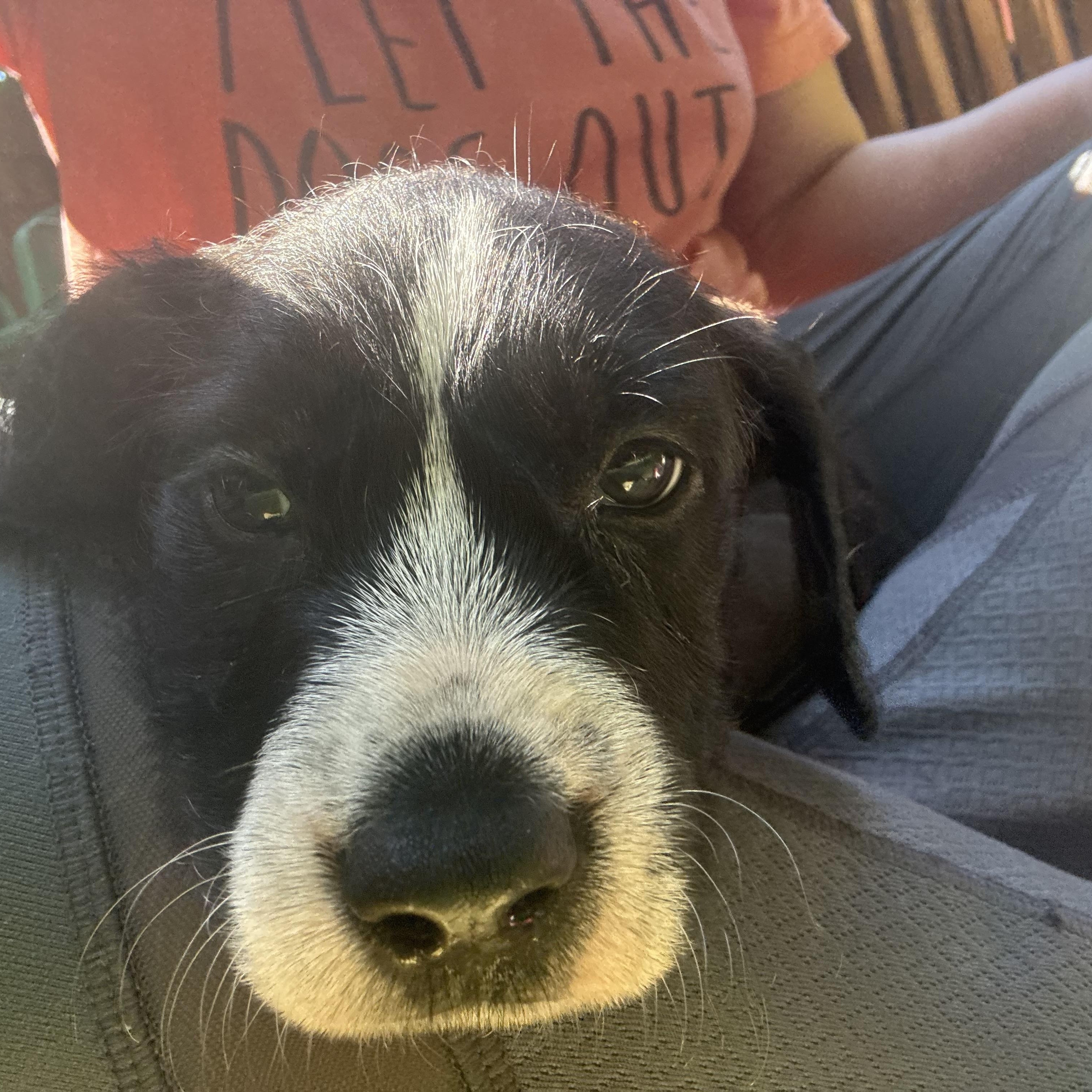 Creed, an adopted mixed breed in Charlotte, NC image 5/5