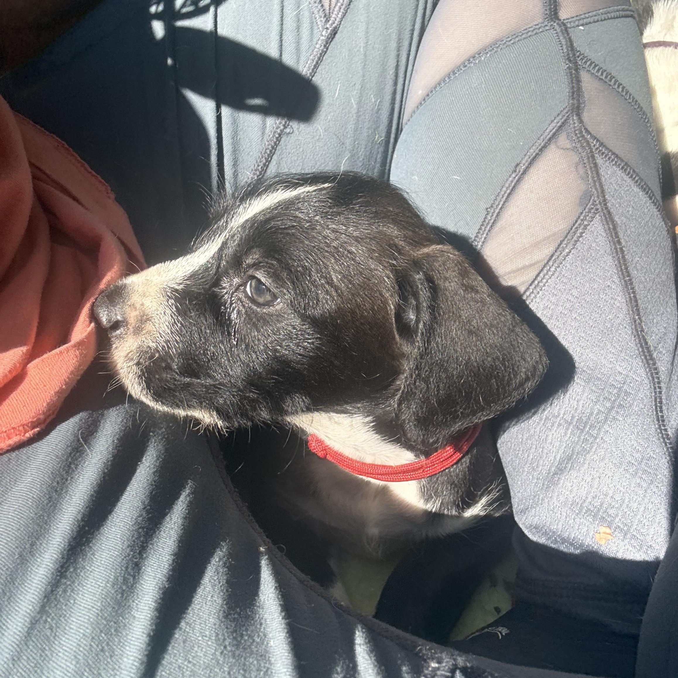 Creed, an adopted mixed breed in Charlotte, NC image 4/5