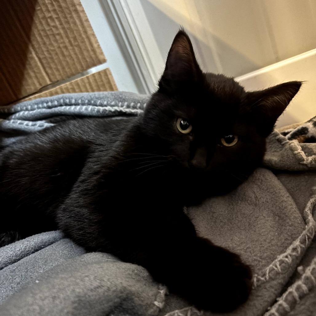 Ranger, Adoptable, Kitten Male Domestic Short Hair.