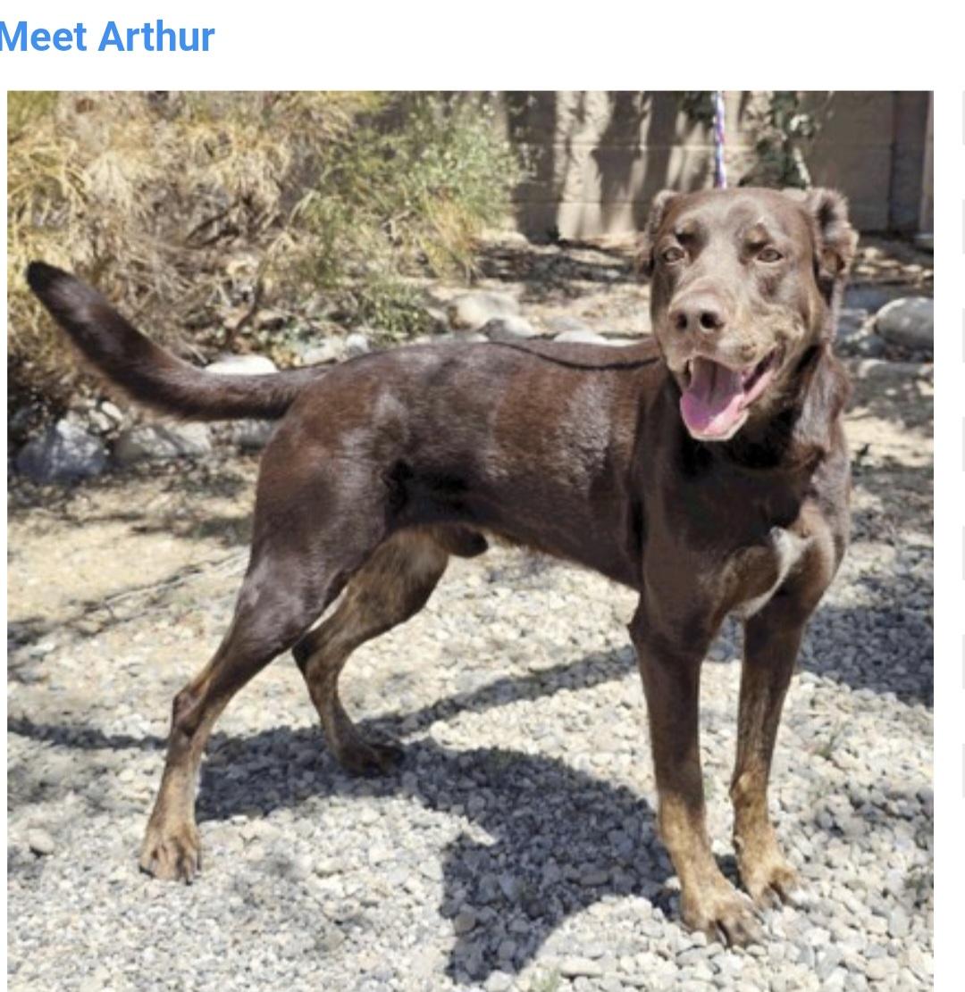 Enlarge Arthur, a ADOPTABLE mixed breed in Salt Lake City, UT image 1/1