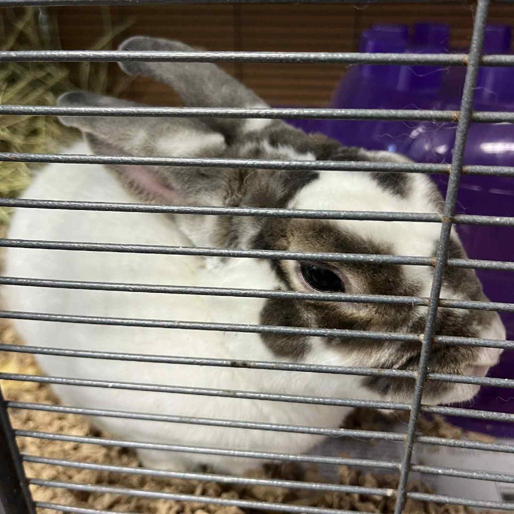 Hopscotch, Adoptable, Adult Male Bunny Rabbit & Rex.