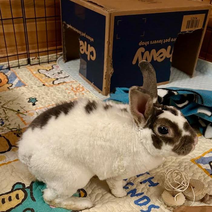 Hopscotch, a Adoptable mixed breed in Madison, WI image 2/6