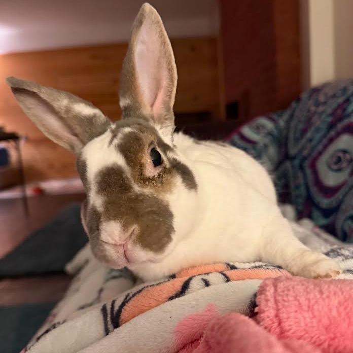 Hopscotch, a Adoptable mixed breed in Madison, WI image 4/6