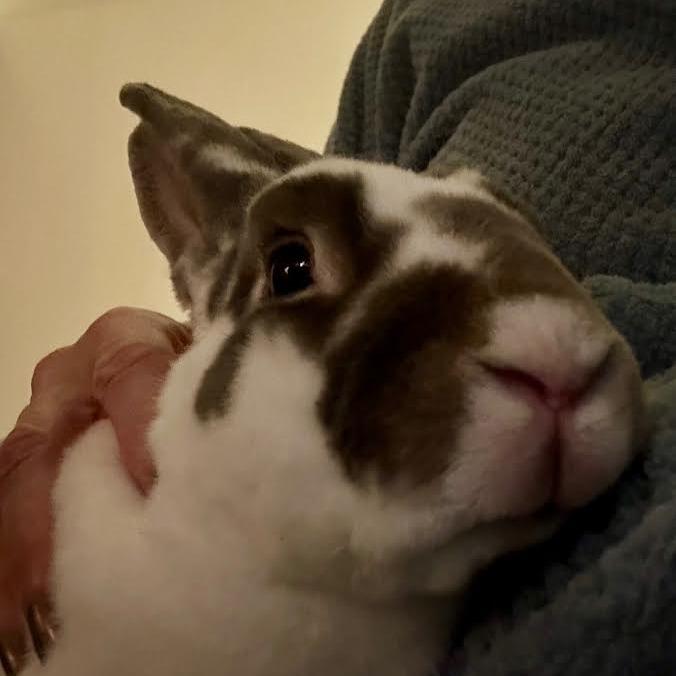 Hopscotch, a Adoptable mixed breed in Madison, WI image 5/6